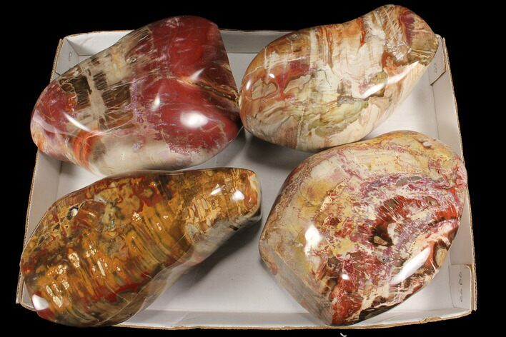 Lot: + Lbs Free-Standing, Polished Petrified Wood - Pieces #92428